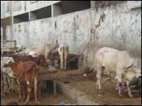 مندر کے پاس ذبحہ خانہ