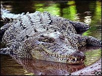 Crocodilo de água salgada da Austrália. Foto Arquivo PA