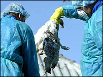 Romanya'da ölü bir kümes hayvanı