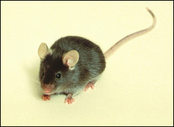Mouse - C57BL-6J
