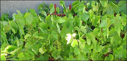 آبياری انگور تاکها