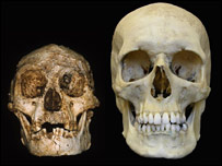 crânio do Homo floresiensis 