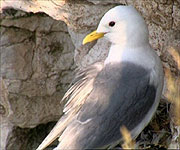 The Kittiwake