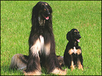 Snuppy (direita) e seu pai