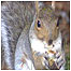 Grey Squirrel