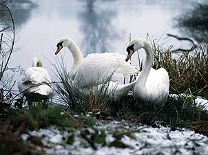 Lee Valley Park (Image c/o Lee Valley Regional Park Authority)