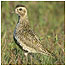 Golden Plover c/o RSPB Images and Chris Gomersall