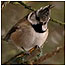 Crested Tit