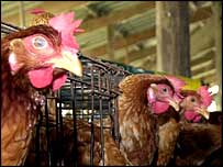 کراچی میں مرغیوں کی وجہ سےعوامی سطح پرخاصی تشویش پائی 