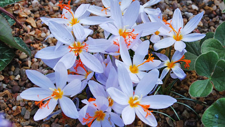 Crocus Pulchellus