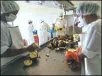 Processamento do cupuaçu