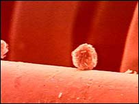 स्टेम कोशिका