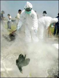 د چرګانو فارم کار کوونکي.