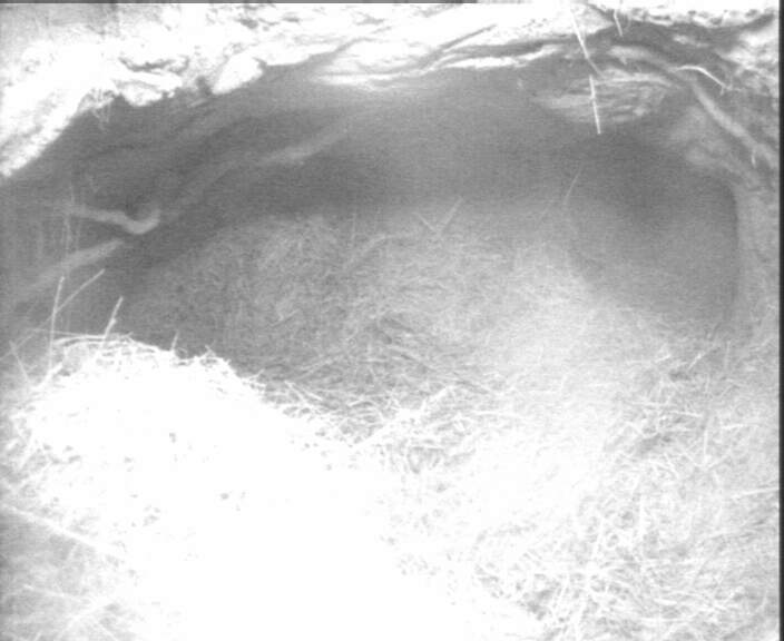 Badger cam
