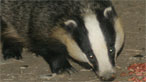 Badger
