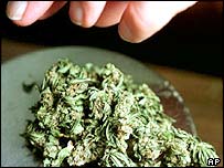 Кілька країн досліджують медичні якості "трави"