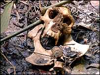 Xương của khỉ đột mắc bệnh