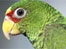Green Parrot