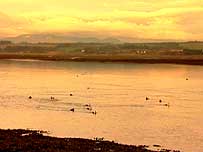 Montrose Basin
