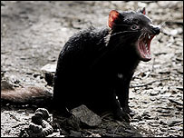 diabo-da-tasmânia (arquivo)