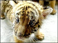 Tigre do sul da China