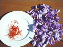 گل زعفران و زعفران برداشت شده