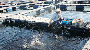 Một trại nuôi cá ở Cam Ranh