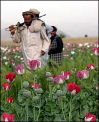 مزرعه خشخاش