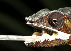 chameleon shooting its tongue out