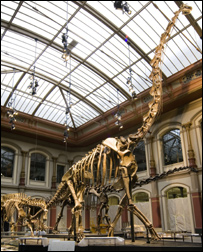 Foto de Carola Radke, Museu de História Natural de Berlim