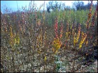 قوريه يا بزغلۍ