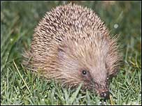 Hedgehog