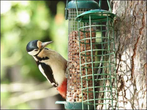 Woodpecker