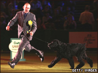 英国名犬大赛冠军