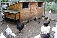 Y cwt lle daeth y llwynog i ddwyn ieir