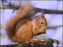 Red Squirrel