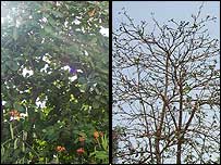 Árvore afetada por nuvem de gafanhotos