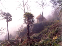 The National Trust's Trelissick Gardens