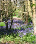 Warwickshire bluebells 