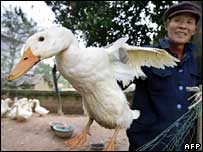 चीन में बर्ड फ्लू