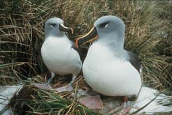 albatrosses on ground