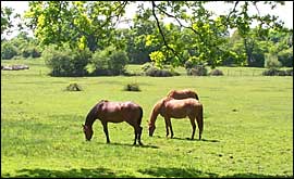 New Forest ponies