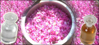 ګلاب، دګلابو اوبه او تېل