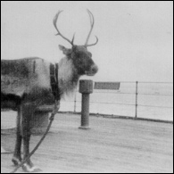 Olga the reindeer on board HMS London, photographed by Basil Kidd
