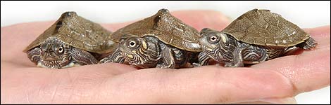 Mississippi Map turtles