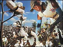 Algodão