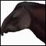 Reprodução da 'Tapirus Pygmaeus' (Marc Van Roosmalen)