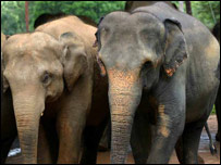 Elephants in Sri Lanka