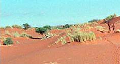 Kalahari Desert