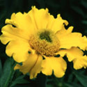 Tagetes erecta, African marigold